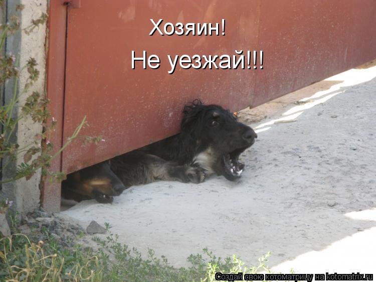 Хозяин! Не уезжай!!!... Котоматрица: Хозяин! Не уезжай!!!