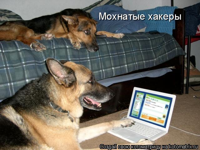 Мохнатые хакеры... Котоматрица: Мохнатые хакеры