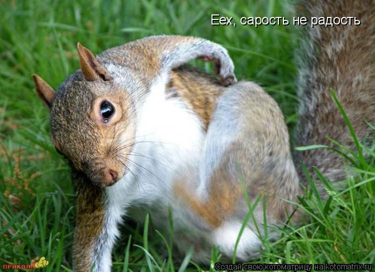Еех, сарость не радость... Котоматрица: Еех, сарость не радость