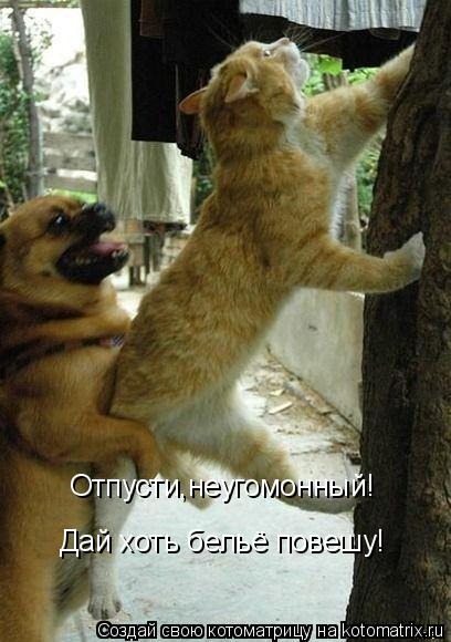 Отпусти,неугомонный! Дай хоть бельё повешу!... Котоматрица: Отпусти,неугомонный! Дай хоть бельё повешу!