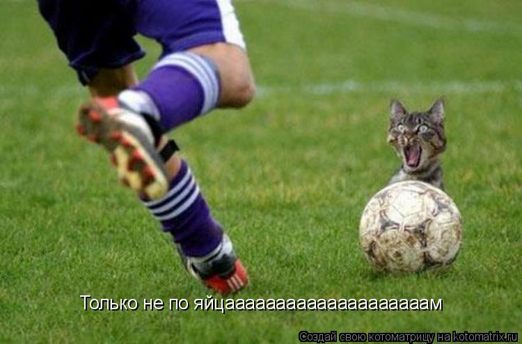 Только не по яйцаааааааааааааааааааам... Котоматрица: Только не по яйцаааааааааааааааааааам