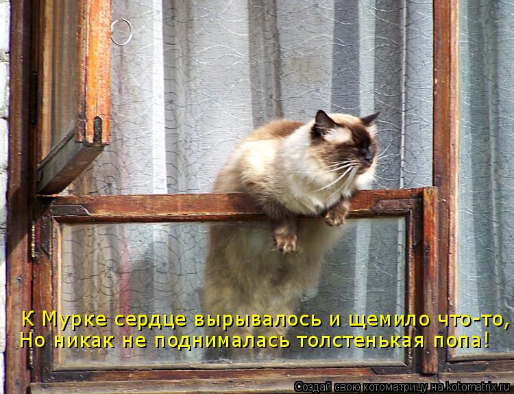 К Мурке сердце вырывалось и щемило что-то, Но никак не поднималась толстенькая попа!... Котоматрица: К Мурке сердце вырывалось и щемило что-то, Но никак не поднималась толстенькая попа!