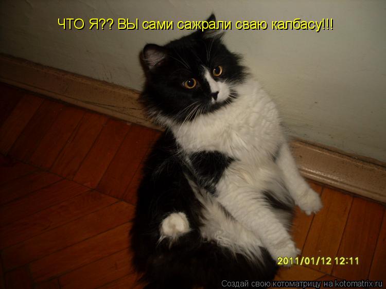 ЧТО Я?? ВЫ сами сажрали сваю калбасу!!!... Котоматрица: ЧТО Я?? ВЫ сами сажрали сваю калбасу!!!