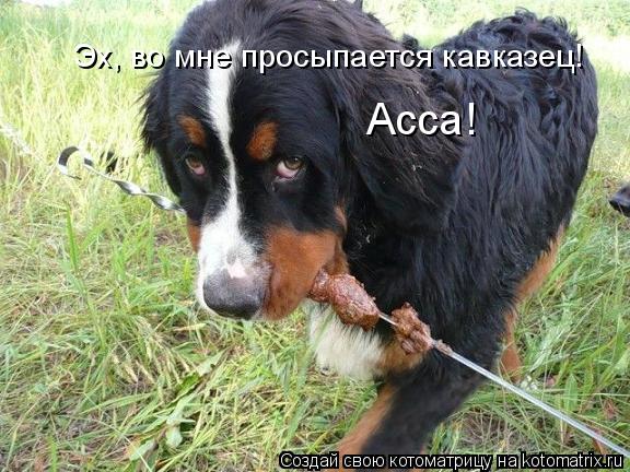 Эх, во мне просыпается кавказец! Асса!... Котоматрица: Эх, во мне просыпается кавказец! Асса!
