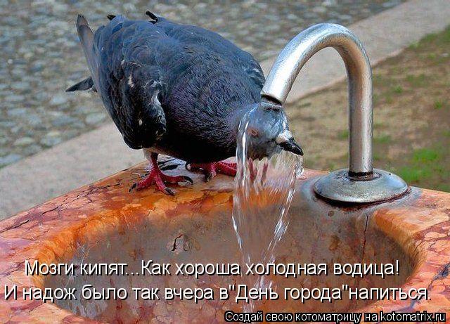 Мозги кипят...Как хороша холодная водица! И надож было так вчера в"День города"напиться.... Котоматрица: Мозги кипят...Как хороша холодная водица! И надож было так вчера в"День города"напиться.