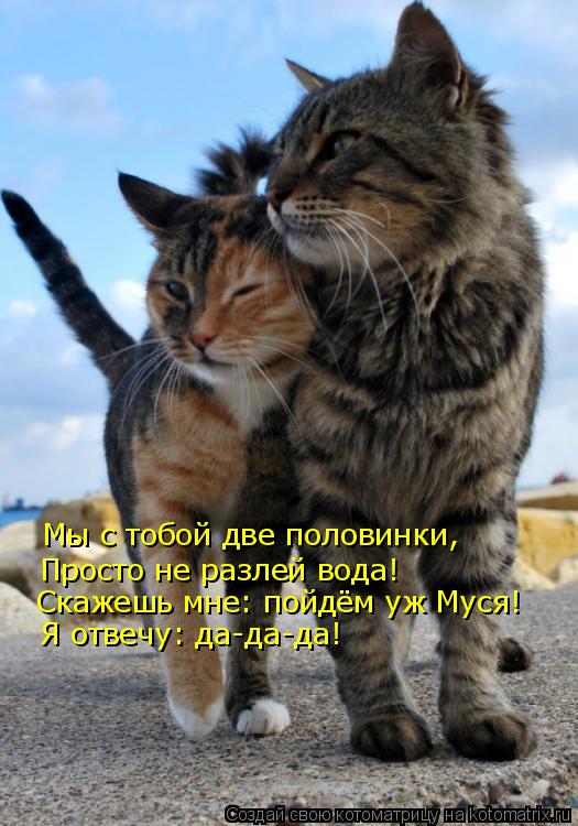 Мы с тобой две половинки, Просто не разлей вода! Скажешь мне: пойдём уж Муся! Я отвечу: да-да-да!... Котоматрица: Мы с тобой две половинки, Просто не разлей вода! Скажешь мне: пойдём уж Муся! Я отвечу: да-да-да!