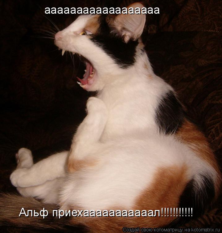 аааааааааааааааааа Альф приехааааааааааал!!!!!!!!!!!... Котоматрица: аааааааааааааааааа Альф приехааааааааааал!!!!!!!!!!!