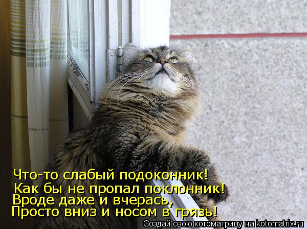 Что-то слабый подоконник! Как бы не пропал поклонник! Вроде даже и вчерась, Просто вниз и носом в гр... Котоматрица: Что-то слабый подоконник! Как бы не пропал поклонник! Вроде даже и вчерась, Просто вниз и носом в грязь!