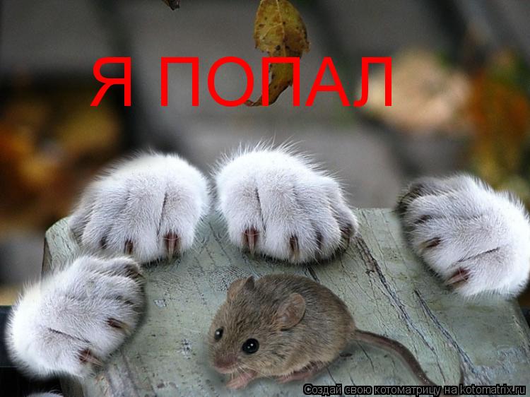 Я ПОПАЛ... Котоматрица: Я ПОПАЛ