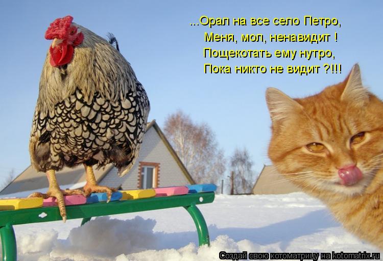 Котоматрица: ...Орал на все село Петро, Меня, мол, ненавидит ! Пощекотать ему нутро, Пока никто не видит ?!!!