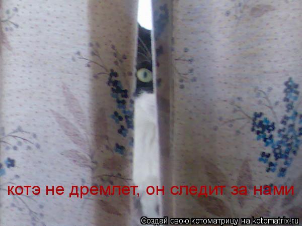 котэ не дремлет, он следит за нами... Котоматрица: котэ не дремлет, он следит за нами