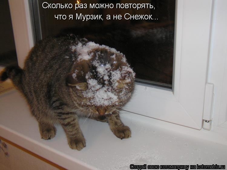 Сколько раз можно повторять, что я Мурзик, а не Снежок...... Котоматрица: Сколько раз можно повторять, что я Мурзик, а не Снежок...
