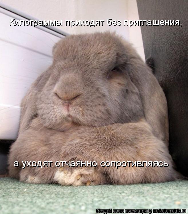 Котоматрица: Килограммы приходят без приглашения, а уходят отчаянно сопротивляясь