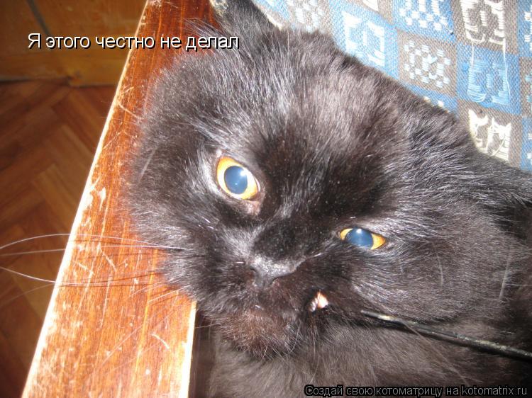 Котоматрица: Я этого честно не делал