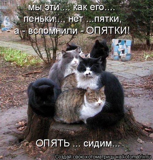 Котоматрица: мы эти ... как его.... пеньки..., нет ...пятки,  а - вспомнили - ОПЯТКИ! ОПЯТЬ ... сидим...