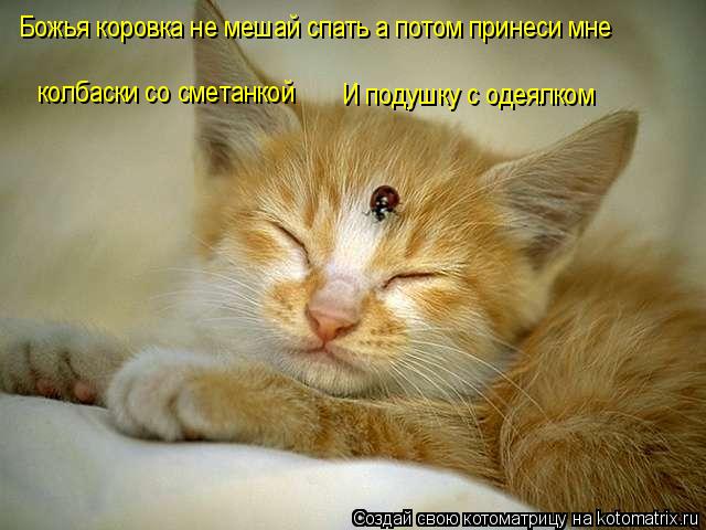 Божья коровка не мешай спать а потом принеси мне колбаски со сметанкой И подушку с одеялком... Котоматрица: Божья коровка не мешай спать а потом принеси мне колбаски со сметанкой И подушку с одеялком