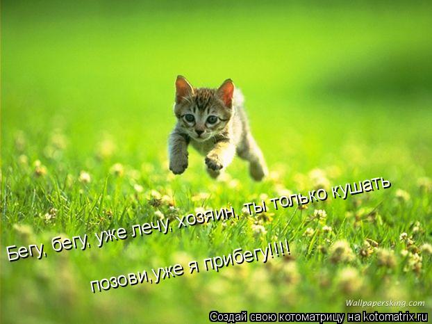 Бегу, бегу, уже лечу, хозяин, ты только кушать позови,уже я прибегу!!!!... Котоматрица: Бегу, бегу, уже лечу, хозяин, ты только кушать позови,уже я прибегу!!!!