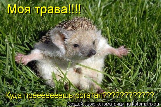 Котоматрица: Моя трава!!!!   Куда прёёёёёёёшь рогатая????????????
