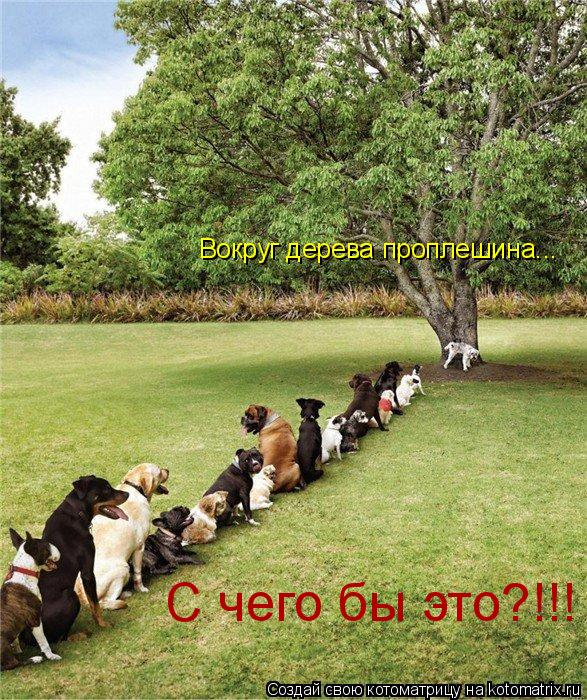Вокруг дерева проплешина... С чего бы это?!!!... Котоматрица: Вокруг дерева проплешина... С чего бы это?!!!