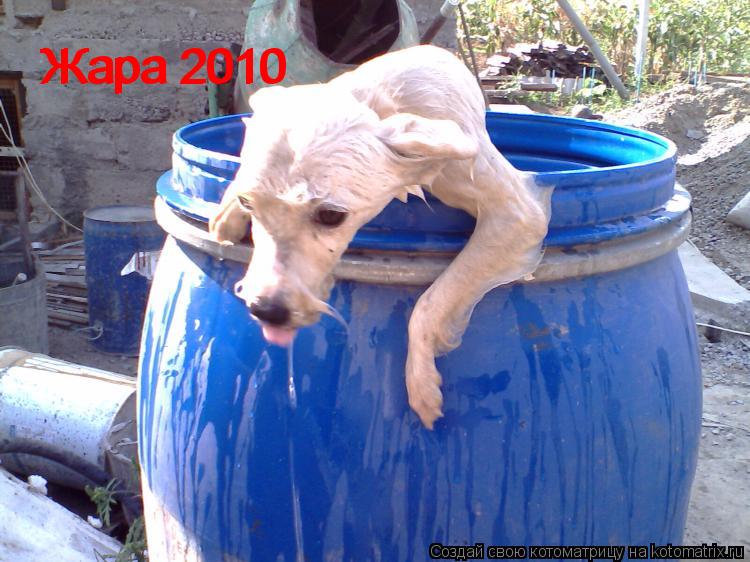 Жара 2010 Жара 2010... Котоматрица: Жара 2010 Жара 2010