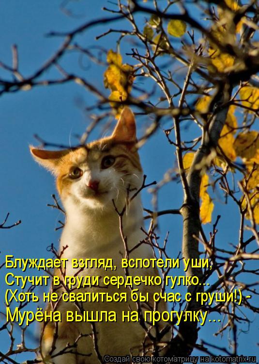 Блуждает взгляд, вспотели уши, Стучит в груди сердечко гулко... Мурёна вышла на прогулку... (Хоть не ... Котоматрица: Блуждает взгляд, вспотели уши, Стучит в груди сердечко гулко... Мурёна вышла на прогулку... (Хоть не свалиться бы счас с груши!) -