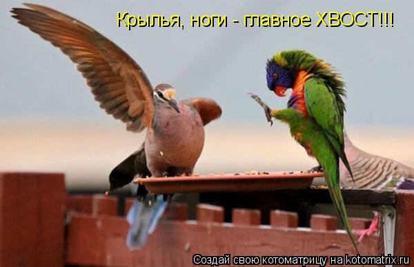 Котоматрица: Крылья, ноги - главное ХВОСТ!!!