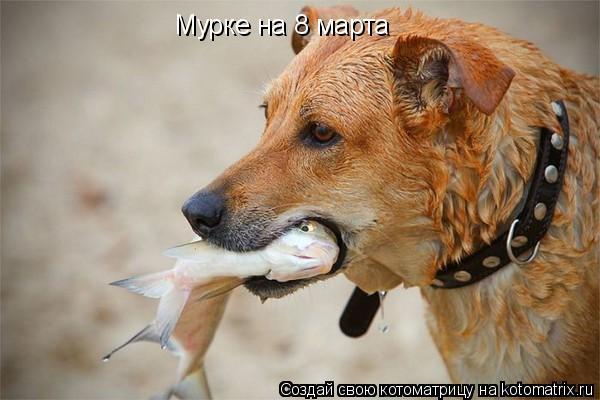 Мурке на 8 марта... Котоматрица: Мурке на 8 марта
