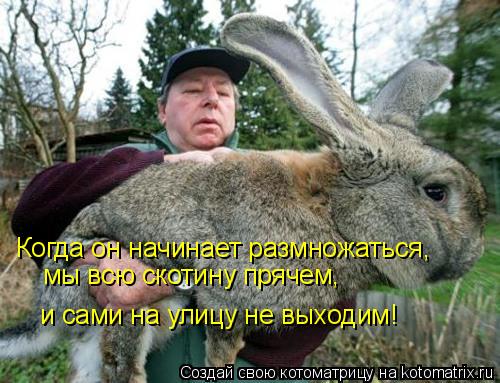 Котоматрица: Когда он начинает размножаться,  мы всю скотину прячем,  и сами на улицу не выходим!