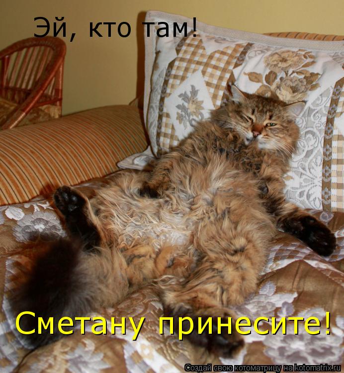 Котоматрица: Эй, кто там! Сметану принесите!