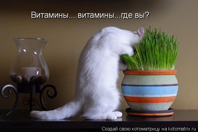 Котоматрица: Витамины....витамины...где вы?