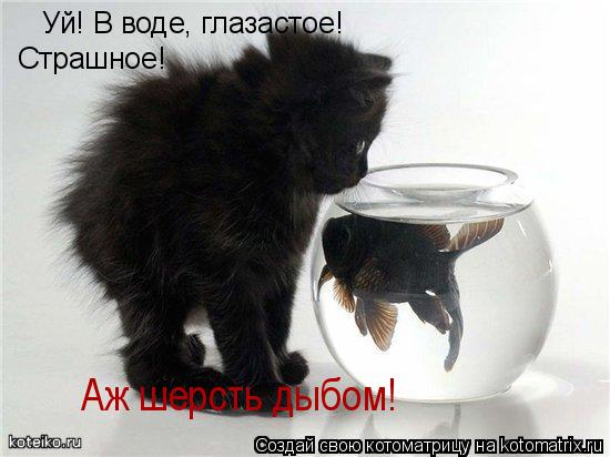 Котоматрица: Уй! В воде, глазастое! Аж шерсть дыбом! Страшное!