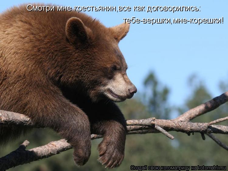 Котоматрица: Смотри мне крестьянин,все как договорились: тебе-вершки,мне-корешки!
