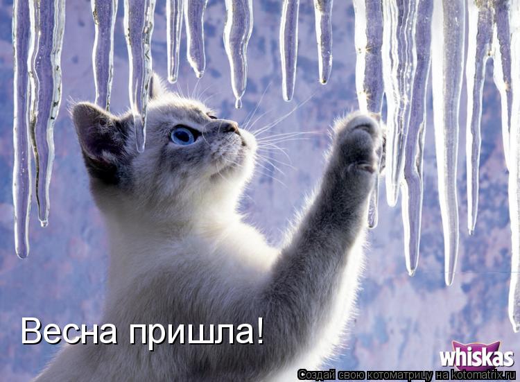 Котоматрица: Весна пришла!