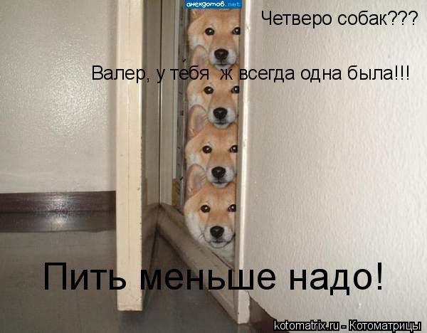 Котоматрица: Четверо собак??? Валер, у тебя  ж всегда одна была!!! Пить меньше надо!