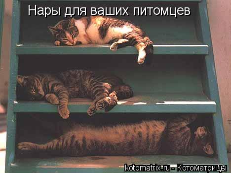 Котоматрица: Нары для ваших питомцев