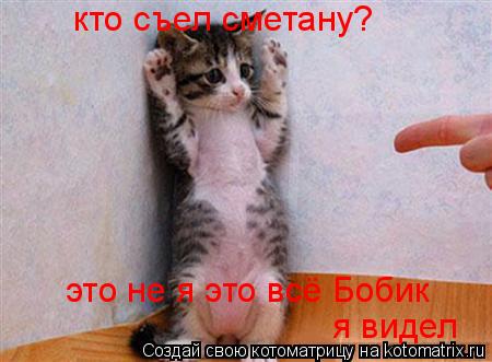 Котоматрица: кто съел сметану? это не я это всё Бобик я видел
