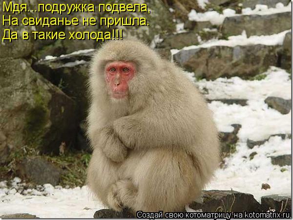 Котоматрица: Мдя...подружка подвела, На свиданье не пришла. Да в такие холода!!!