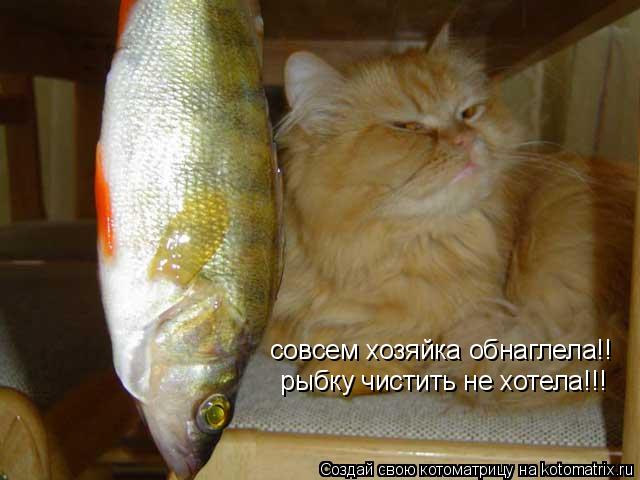 Котоматрица: совсем хозяйка обнаглела!!  рыбку чистить не хотела!!!