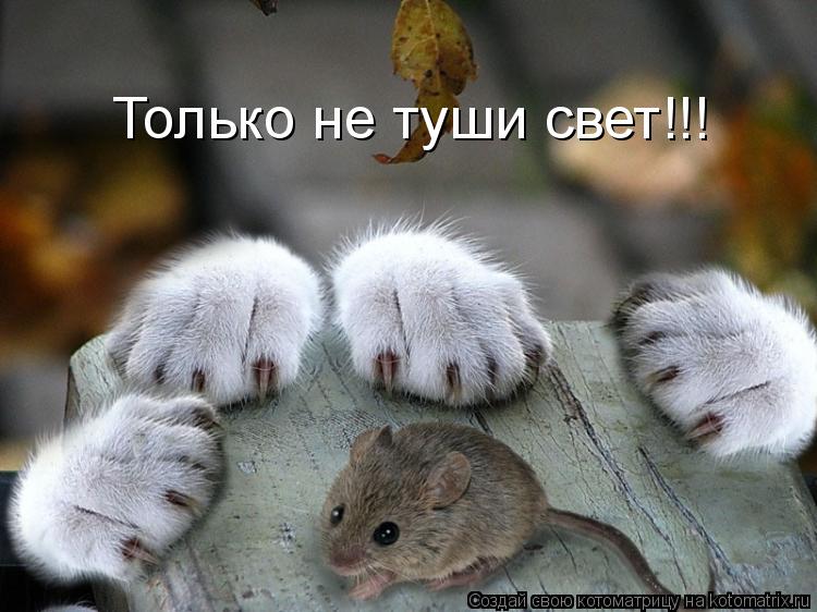 Котоматрица: Только не туши свет!!!