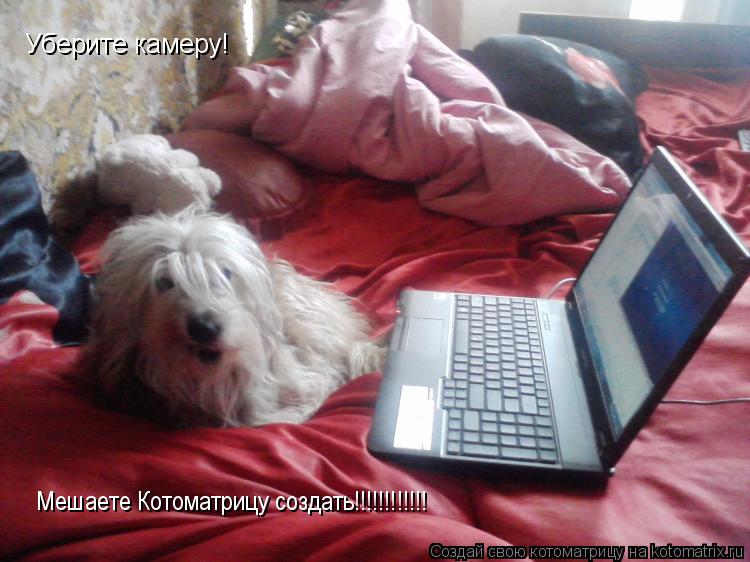 Уберите камеру! Мешаете Котоматрицу создать!!!!!!!!!!!!... Котоматрица: Уберите камеру! Мешаете Котоматрицу создать!!!!!!!!!!!!