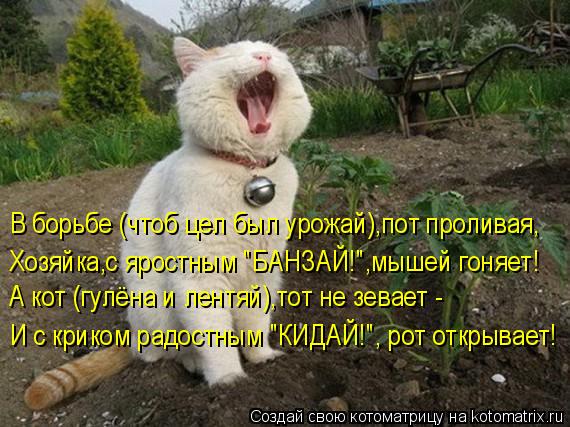 В борьбе (чтоб цел был урожай),пот проливая, Хозяйка,с яростным "БАНЗАЙ!",мышей гоняет! А кот (гулёна... Котоматрица: В борьбе (чтоб цел был урожай),пот проливая, Хозяйка,с яростным "БАНЗАЙ!",мышей гоняет! А кот (гулёна и лентяй),тот не зевает - И с криком радост