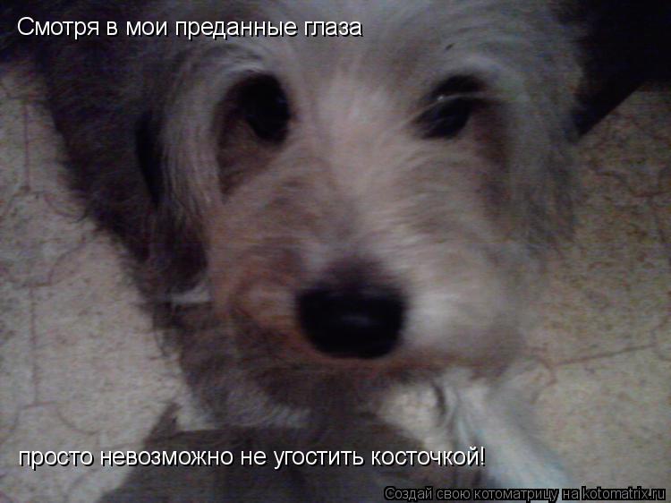 Смотря в мои преданные глаза просто невозможно не угостить косточкой!... Котоматрица: Смотря в мои преданные глаза просто невозможно не угостить косточкой!