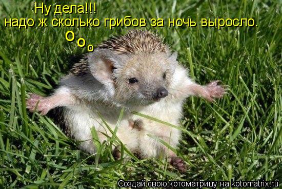 Ну дела!!! надо ж сколько грибов за ночь выросло. о о о... Котоматрица: Ну дела!!! надо ж сколько грибов за ночь выросло. о о о