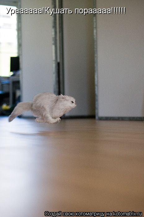 Ураааааа!Кушать порааааа!!!!!!... Котоматрица: Ураааааа!Кушать порааааа!!!!!!