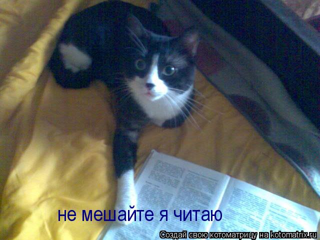 не мешайте я читаю... Котоматрица: не мешайте я читаю