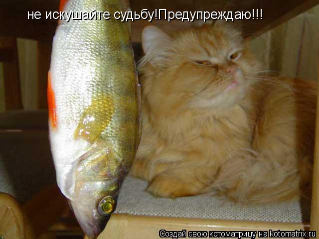 не искушайте судьбу!Предупреждаю!!!... Котоматрица: не искушайте судьбу!Предупреждаю!!!