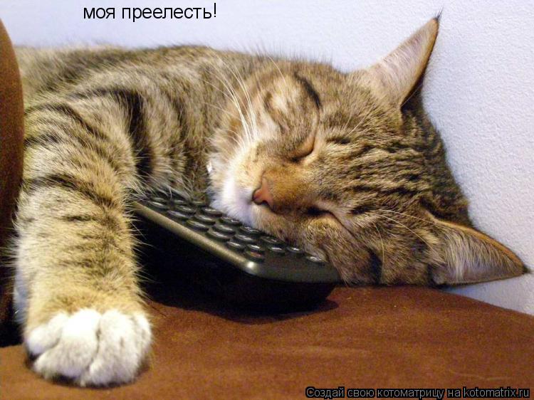 моя преелесть !... Котоматрица: моя преелесть !