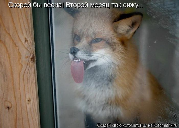 Скорей бы весна! Второй месяц так сижу...... Котоматрица: Скорей бы весна! Второй месяц так сижу...
