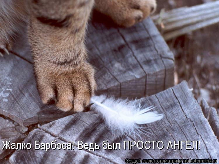 Жалко Барбоса! Ведь был ПРОСТО АНГЕЛ!... Котоматрица: Жалко Барбоса! Ведь был ПРОСТО АНГЕЛ!