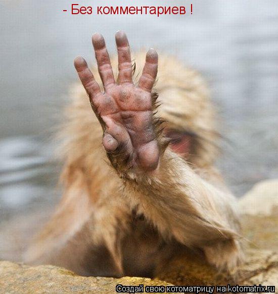 - Без комментариев !... Котоматрица: - Без комментариев !